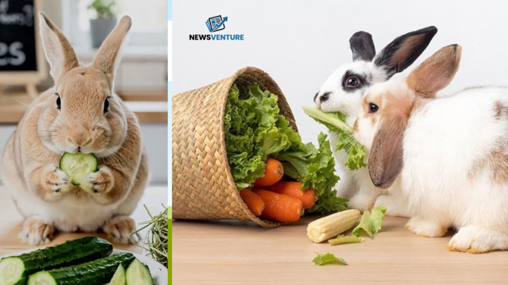 can rabbits eat cucumber