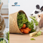 can rabbits eat cucumber