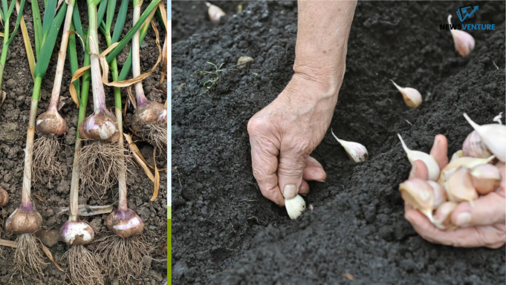 when to plant garlic uk