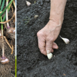 when to plant garlic uk
