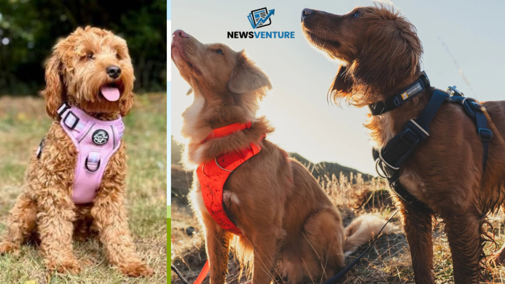 best dog harness uk