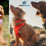 best dog harness uk